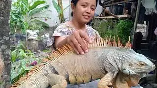 iguana jumbo harga pelajar