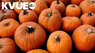 Where can you find pumpkin patches in Central Texas?