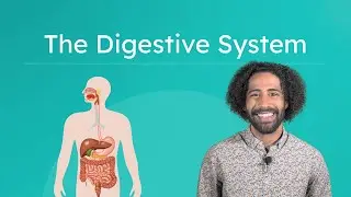 The Digestive System - How the Body Breaks Down Food