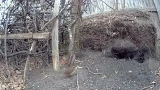Queen at the base of the sticks