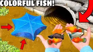 CATCHING COLORFUL AQUARIUM FISH For My BACKYARD POND!! (RARE FIND)