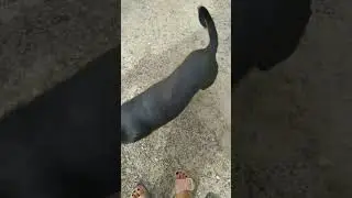 please help street animals🥺🥺🥺....like & subscribe our channel🥰 🙏🙏❤❤#shorts #ytshorts#street #animal