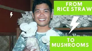 Making Mushroom fruit bags using rice straw tutorial | Mushroom Farming philippines