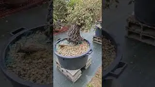 Quercus faginea, premier rempotage printemps 2024