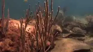 Underwater Gardens: Florida's Coral Reef