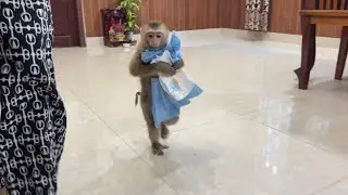 Cute Baby Monkey Very Smart