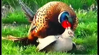 Common Pheasant male mating with one of his three females