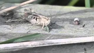 Field Grasshopper feeding