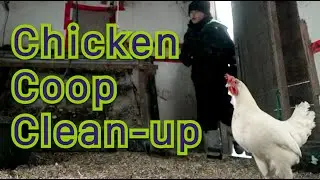 Chicken Coop Clean-Up | Simple Winter Care for Backyard Chickens
