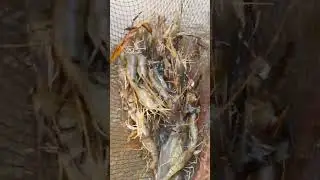 Shrimp Fish Catching With Net #shorts #fishing #carpfishing #shrimp