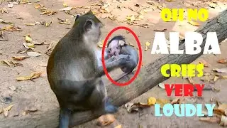 Alba update: Baby monkey Alba cries very loudly and very angry to her mum monkey Anna.
