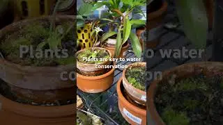Plants are key in water conservation