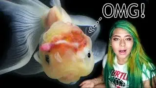 MY GOLDFISH'S BRAIN EXPLODED?! TREATING WEN INJURY AND DROPSY IN GOLDFISH
