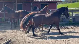 Tennessee Walking Horse vs Kentucky Mountain Horse vs Standardbred -Gaited Horse Training