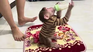 Baby monkey Miker #monkey #monkeybaby #monkeys #monkeyvideo #monkeydluffy #monkeylove #monkeyking