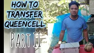 How to Transfer Queen Cell Part 2