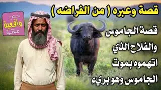 قصة وعبره من الفراضه - قصة الجاموس والفلاح الذي اتهموه بموت الجاموس وهو بريء