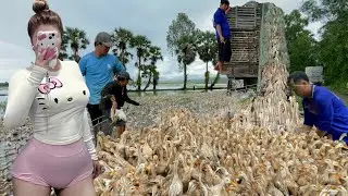 Unbelievable Scene: Thousands of Ducks Packed on Trucks for Migration Across the Countryside 🚛🦆🌾 vịt
