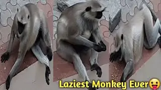 Laziest monkey ever| Monkey eating peanuts| Funny monkey videos|Sleeping monkey|Funny animals videos