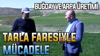 Tarla Faresiyle Mücadele / Buğday ve Arpa Üretimi