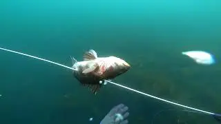 Pesca Submarina Chile 2025 Antofagasta
