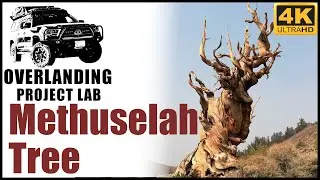 Off-road trip to Mammoth Lakes and visiting Methuselah Tree 2020 day two in 4K
