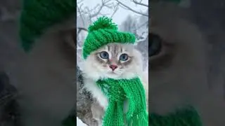 Wonderful and funny cats / Cat's house / Удивительные и забавные коты / Домик для кошки / #shorts