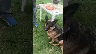 Молотый шашлык. Готовим первый раз 😄