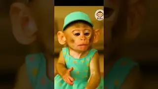 Monkey Eats Chocolate Ball Surprise 🍫🐒😂