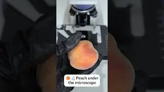 🍑🔬Peach under the microscope #microscope #underthemicroscope