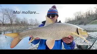 Feeder Barbi difficili? mai mollare...