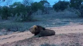 Black Dam male Lion Roaring | Kruger | 14 November 2025