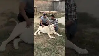 White lioness | Fazy sheikh