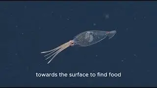 The Glass Squid