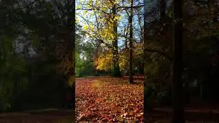 Farbenfroher Spaziergang im Englischen Garten Gotha &ndash; Goldener Herbst