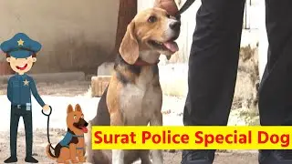 Surat Police Special Dog For Drug Peddler | Kemchhosurat