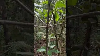 RICARDI,filmei o pau de guatambu pra fazer cabo de enxada!      #viral #viralvideos #entretenimento