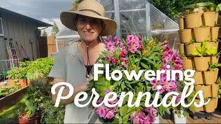 Flowering perennials for cut flower bouquets Zone 8b great flowers
