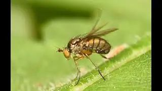 Slankpootvlieg Dolichopus plumipes, mannetje, poetsend