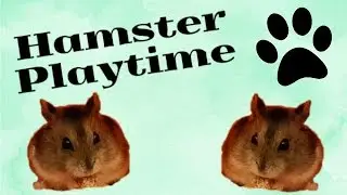 Hamster Playtime