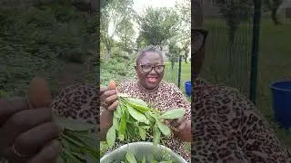 Waterleaf is one of the best vegetables 😋 