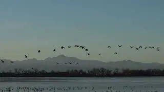 Winter Birds Migration - COLORADO.
