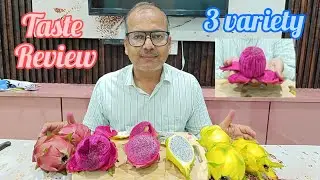 3 Varieties Dragon Fruit GRAFTING Taste Review.3 किस्मों के ड्रैगन फ्रूट ग्राफ्टिंग स्वाद की समीक्षा