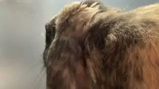 140 subscriber SPECAIL: snickers&rsquo; info about the channel so far