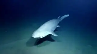 E/V Nautilus Video Bite: 6 Gill Shark Encounter -  Puerto Rico 2013
