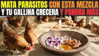 Esta Poderosa MEZCLA acabará con todos los PARÁSITOS y tus GALLINAS crecerán MUY RÁPIDO 📶✅️