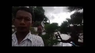 Bonsai terbaik