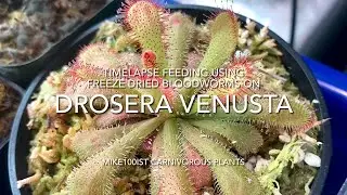 Timelapse feeding using freeze dried bloodworms on Drosera Venusta