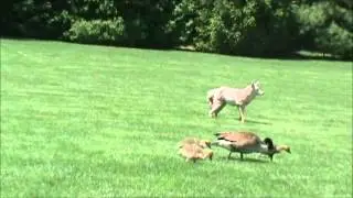 Dog Decoys