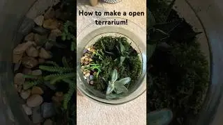 How to create an open terrarium! 🌱🪴 Stay Tuned for more!! #terrarium #houseplants￼